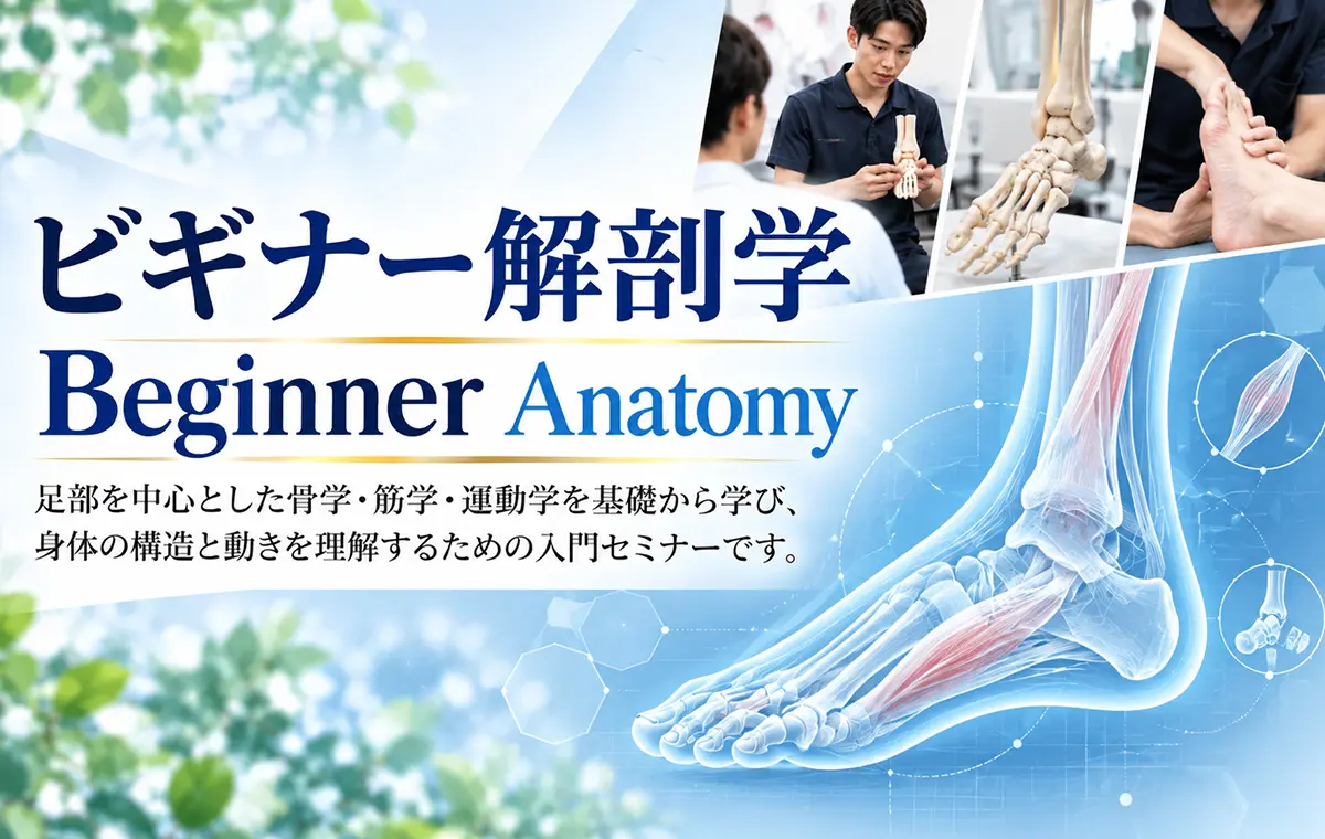 ビギナー解剖学